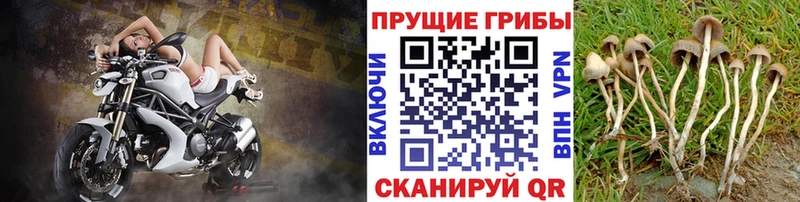Галлюциногенные грибы прущие грибы  shop состав  Гудермес  где найти наркотики 
